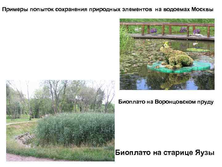 Примеры попыток сохранения природных элементов на водоемах Москвы Биоплато на Воронцовском пруду Биоплато на