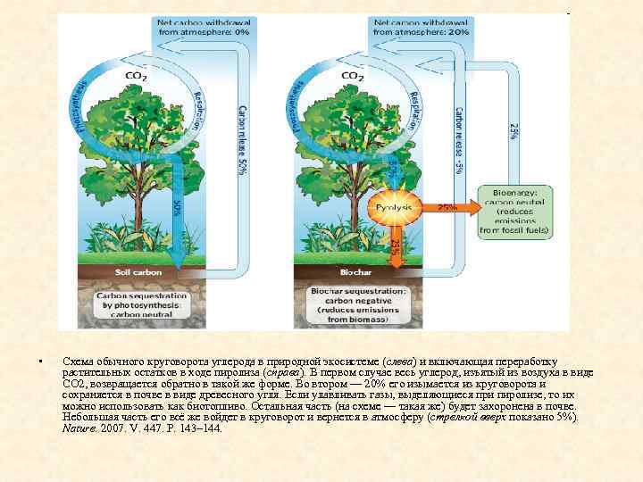  •  Схема обычного круговорота углерода в природной экосистеме (слева) и включающая переработку