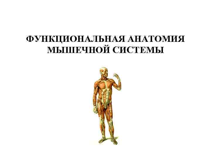 ФУНКЦИОНАЛЬНАЯ АНАТОМИЯ МЫШЕЧНОЙ СИСТЕМЫ ФУНКЦИОНАЛЬНАЯ АНАТОМИЯ МЫШЕЧНОЙ СИСТЕМЫ