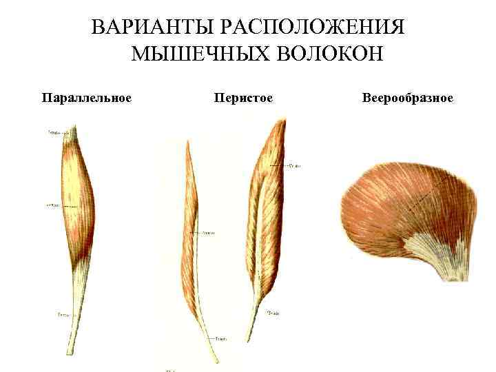 ВАРИАНТЫ РАСПОЛОЖЕНИЯ МЫШЕЧНЫХ ВОЛОКОН Параллельное Перистое Веерообразное ВАРИАНТЫ РАСПОЛОЖЕНИЯ МЫШЕЧНЫХ ВОЛОКОН Параллельное Перистое Веерообразное