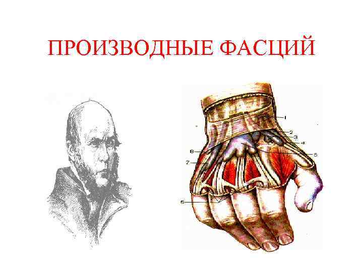ПРОИЗВОДНЫЕ ФАСЦИЙ ПРОИЗВОДНЫЕ ФАСЦИЙ
