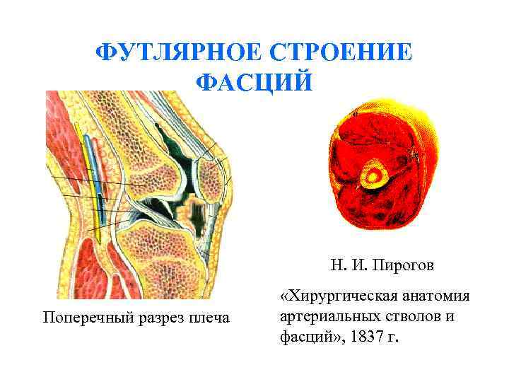 Хирургическая анатомия фасций. Футлярное строение фасций. Хирургическая анатомия артериальных стволов и фасций 1837. Футлярное строение.