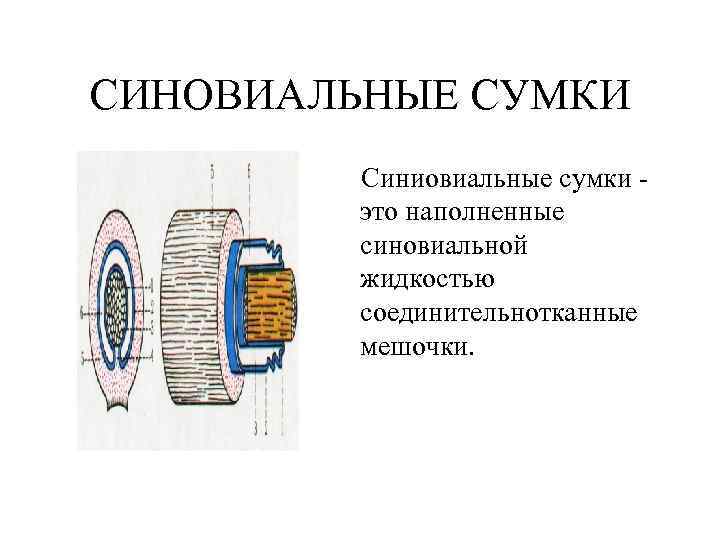 СИНОВИАЛЬНЫЕ СУМКИ Синиовиальные сумки - это наполненные синовиальной СИНОВИАЛЬНЫЕ СУМКИ Синиовиальные сумки - это наполненные синовиальной