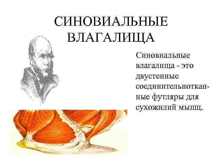 СИНОВИАЛЬНЫЕ ВЛАГАЛИЩА Синовиальные влагалища - это двустенные СИНОВИАЛЬНЫЕ ВЛАГАЛИЩА Синовиальные влагалища - это двустенные