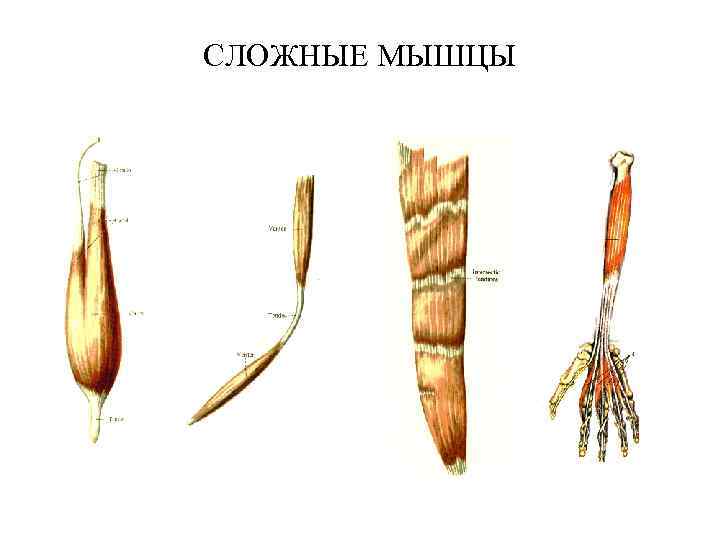 Физикальное исследование костно мышечной системы иллюстрированное руководство гросс джеффри