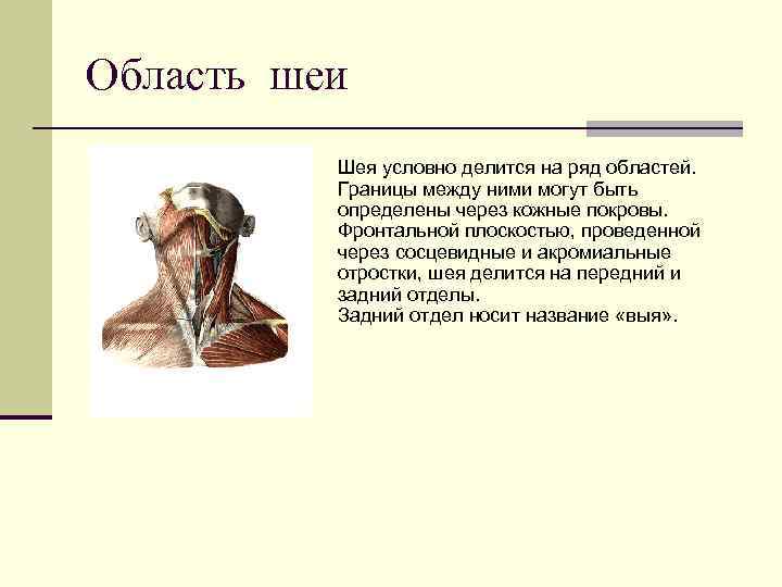 Область шеи  Шея условно делится на ряд областей.  Границы между ними могут
