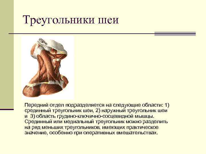 Треугольники шеи Передний отдел подразделяется на следующие области: 1) срединный треугольник шеи, 2) наружный