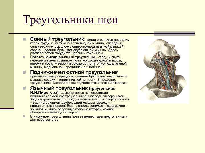 Треугольники шеи n Сонный треугольник: сзади ограничен передним краем грудино-ключично-сосцевидной мышцы, спереди и снизу