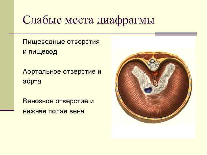 Слабые места диафрагмы Пищеводные отверстия и пищевод Аортальное отверстие и аорта Венозное отверстие и