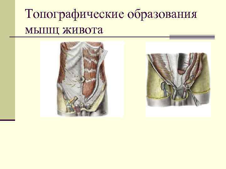 Топографические образования мышц живота 