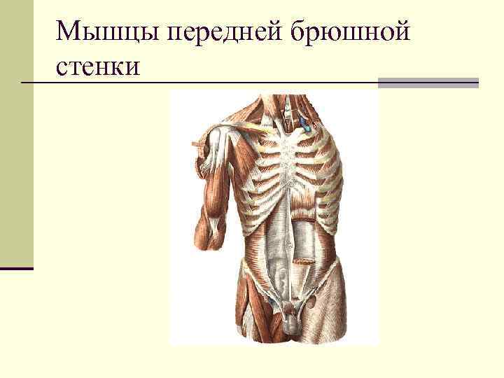 Мышцы передней брюшной стенки 