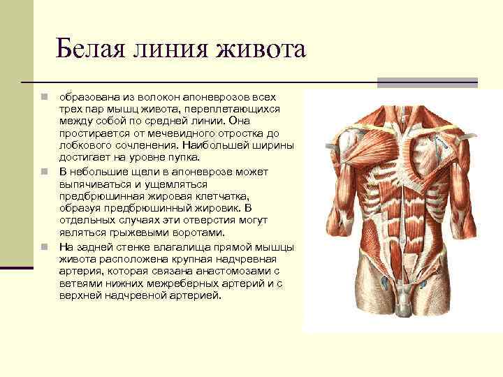   Белая линия живота n образована из волокон апоневрозов всех  трех пар