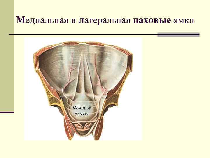 Медиальная и латеральная паховые ямки    Мочевой  пузырь 
