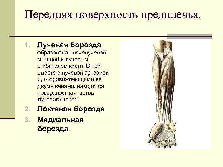 Передняя поверхность предплечья.  1.  Лучевая борозда образована плечелучевой мышцей и лучевым сгибателем