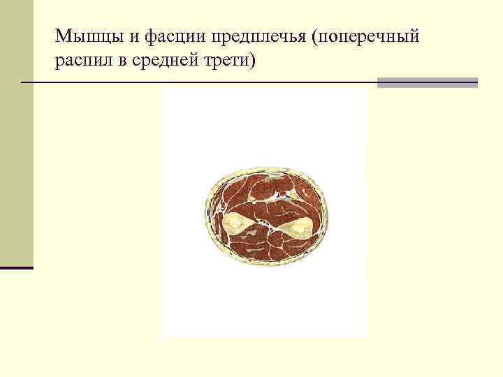 Мышцы и фасции предплечья (поперечный распил в средней трети) 