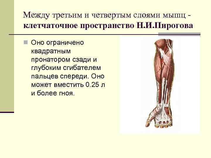 Между третьим и четвертым слоями мышц - клетчаточное пространство Н. И. Пирогова n Оно