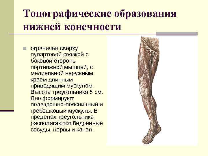 Топографические образования нижней конечности n ограничен сверху  пупартовой связкой с  боковой стороны