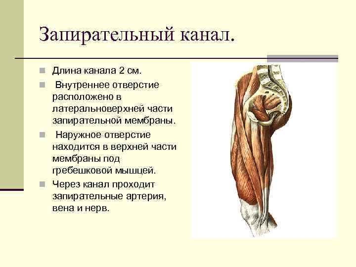 Запирательный канал. n Длина канала 2 см. n Внутреннее отверстие  расположено в 