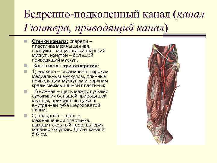 Бедренно-подколенный канал (канал Гюнтера, приводящий канал) n  Стенки канала: спереди – пластинка межмышечная,