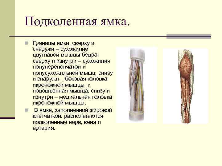 Подколенная ямка. n Границы ямки: сверху и  снаружи – сухожилие  двуглавой мышцы