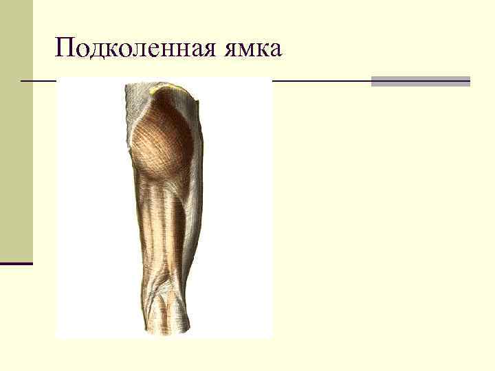 Подколенная ямка 