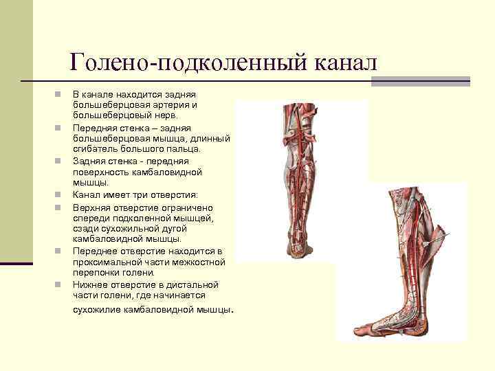   Голено-подколенный канал n  В канале находится задняя большеберцовая артерия и большеберцовый