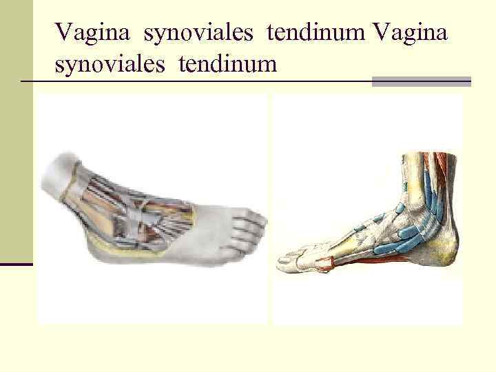Vagina synoviales tendinum 