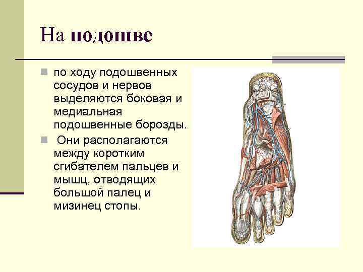 На подошве n по ходу подошвенных  сосудов и нервов  выделяются боковая и