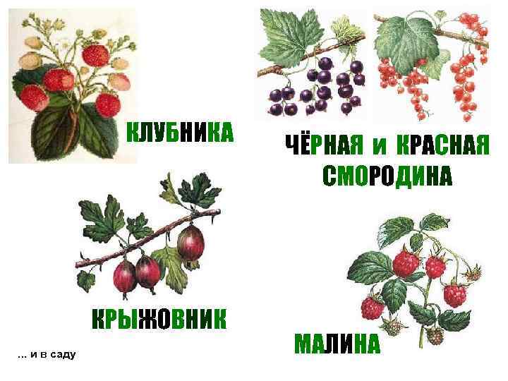    КЛУБНИКА  ЧЁРНАЯ и КРАСНАЯ      СМОРОДИНА