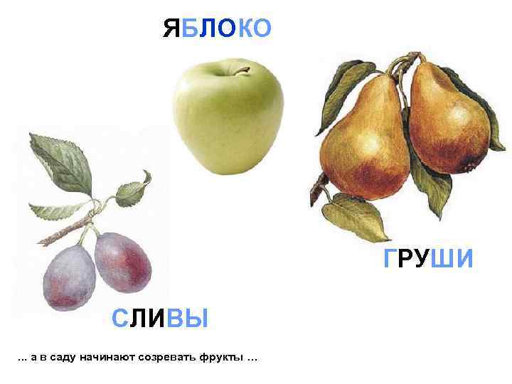     ЯБЛОКО    ГРУШИ   СЛИВЫ. . .