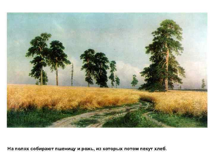 На полях собирают пшеницу и рожь, из которых потом пекут хлеб. 