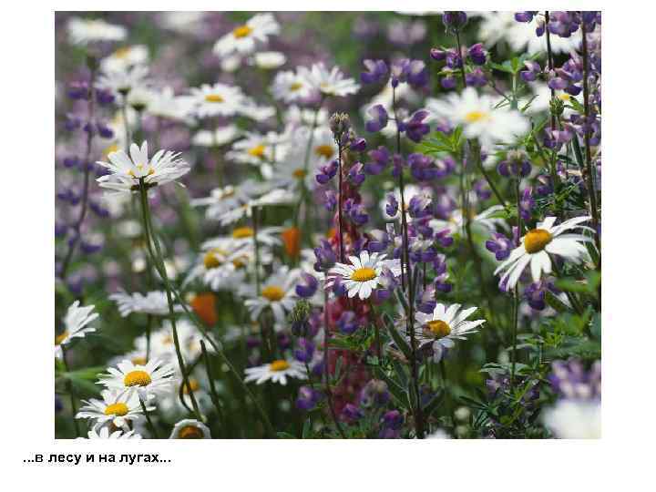 . . . в лесу и на лугах. . . 