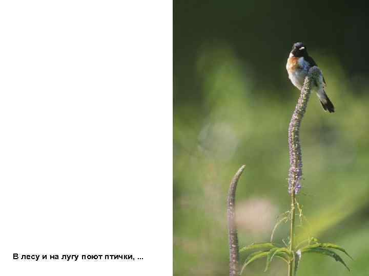 В лесу и на лугу поют птички, . . . 
