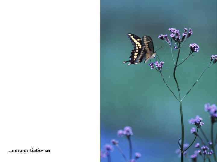 . . . летают бабочки 