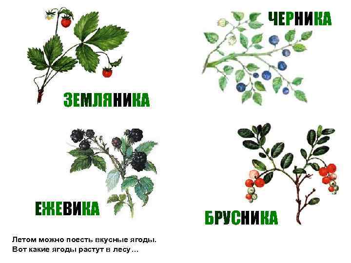        ЧЕРНИКА    ЗЕМЛЯНИКА  