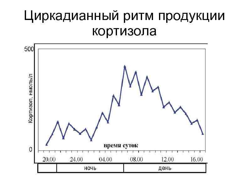 Циркадианный ритм продукции  кортизола 