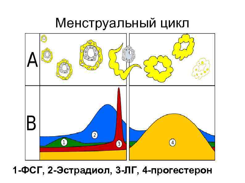   Менструальный цикл 1 -ФСГ, 2 -Эстрадиол, 3 -ЛГ, 4 -прогестерон 