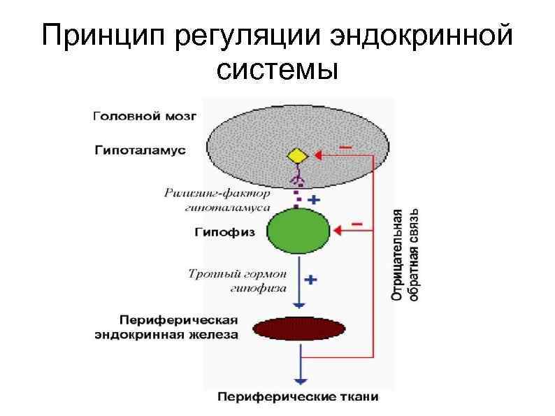 Принципы регуляции