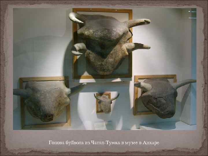 Голова буйвола из Чатал-Туюка в музее в Анкаре 