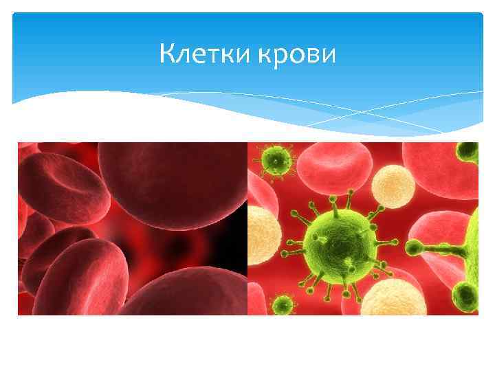 Клетки крови 