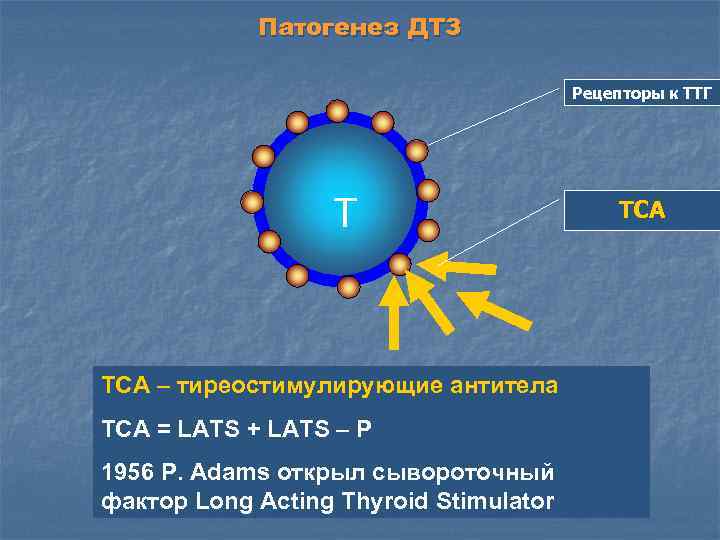   Патогенез ДТЗ       Рецепторы к ТТГ 