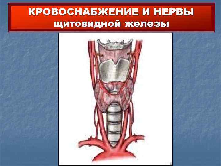 КРОВОСНАБЖЕНИЕ И НЕРВЫ  щитовидной железы 