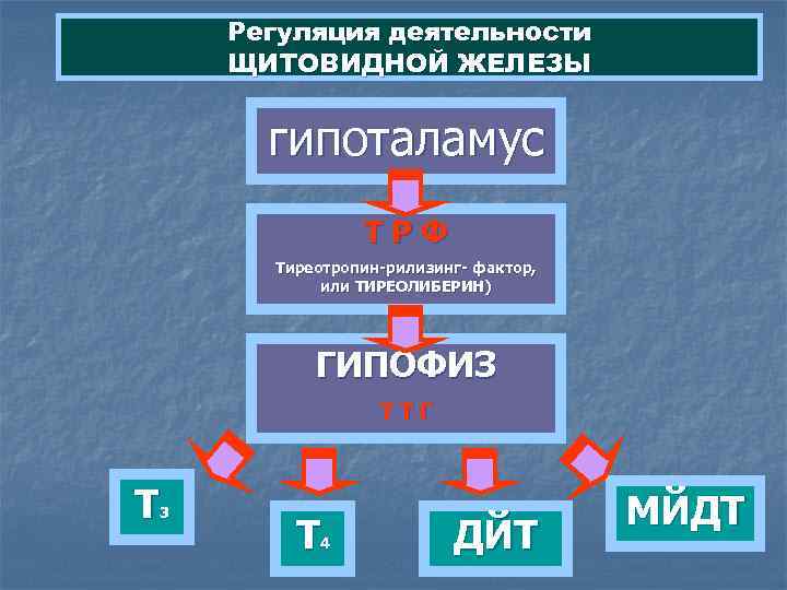   Регуляция деятельности ЩИТОВИДНОЙ ЖЕЛЕЗЫ   гипоталамус    ТРФ 