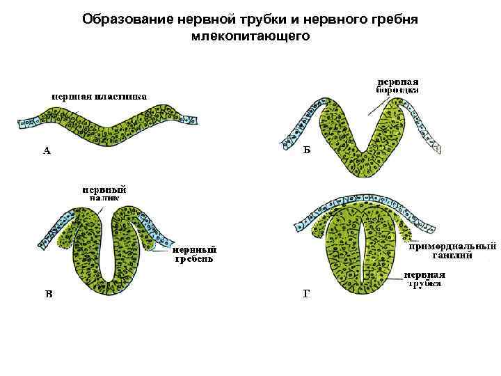 Образование нервной трубки и нервного гребня    млекопитающего 