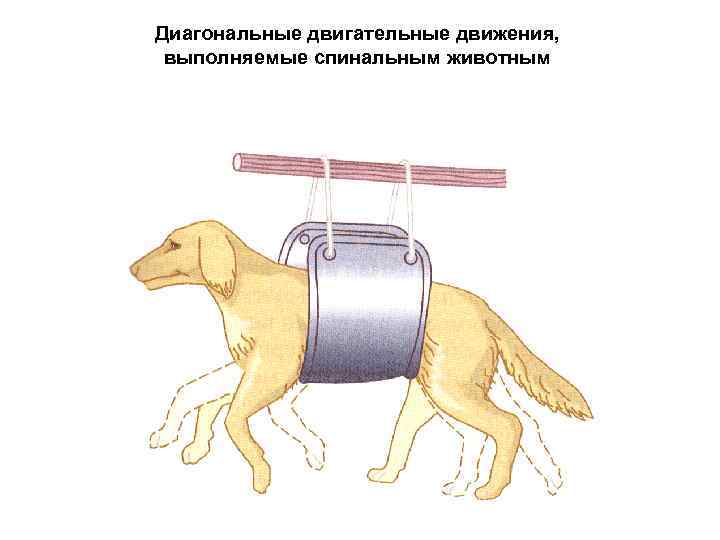 Диагональные двигательные движения,  выполняемые спинальным животным 