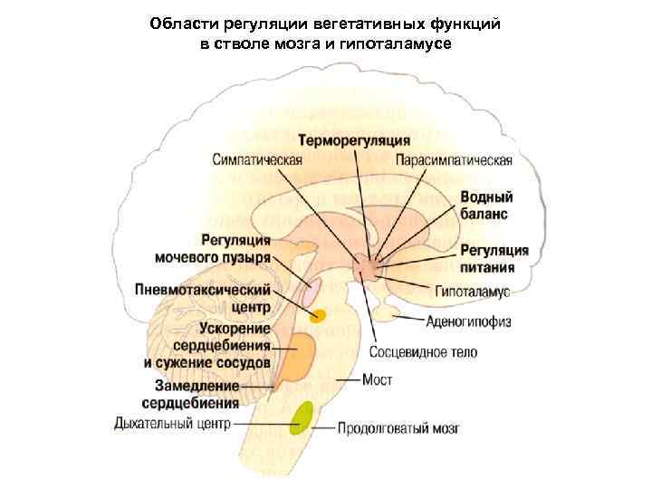 Области регуляции вегетативных функций в стволе мозга и гипоталамусе 