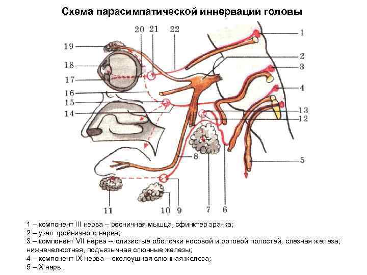    Схема парасимпатической иннервации головы 1 – компонент III нерва – ресничная