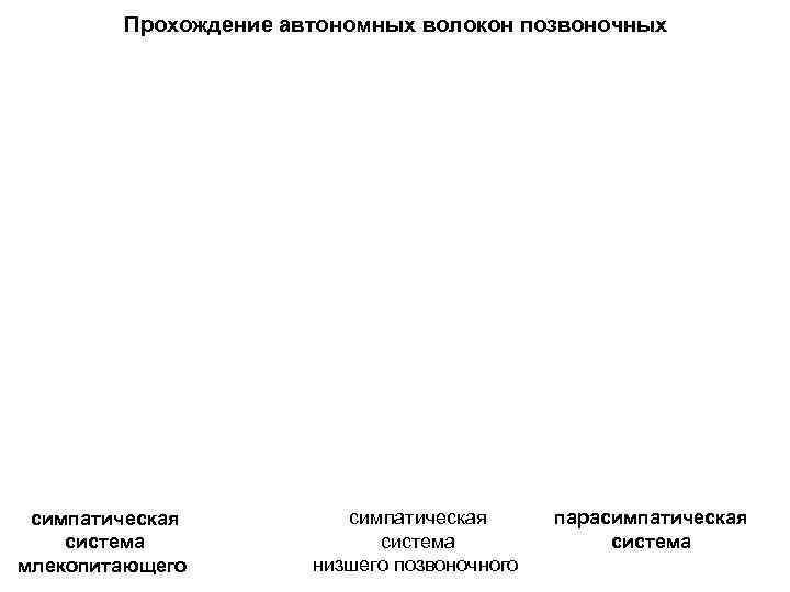   Прохождение автономных волокон позвоночных симпатическая  парасимпатическая система    система