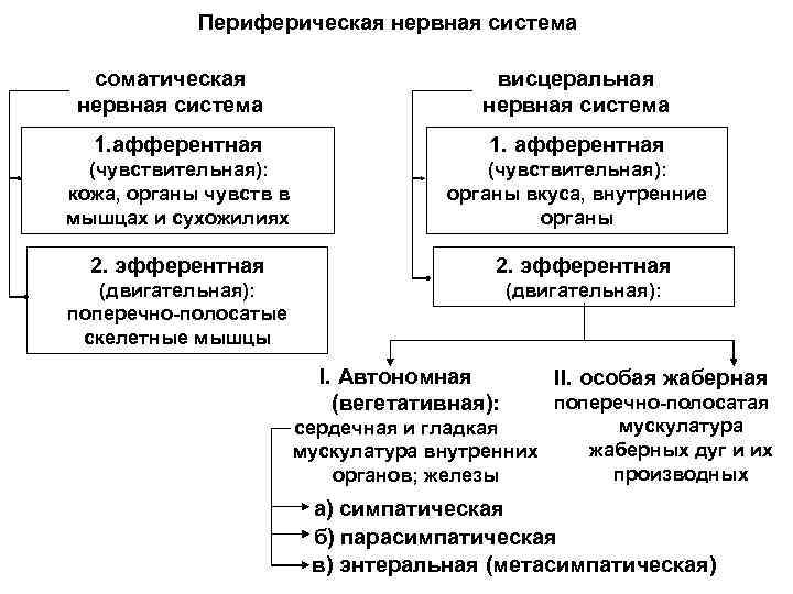   Периферическая нервная система  соматическая      висцеральная нервная