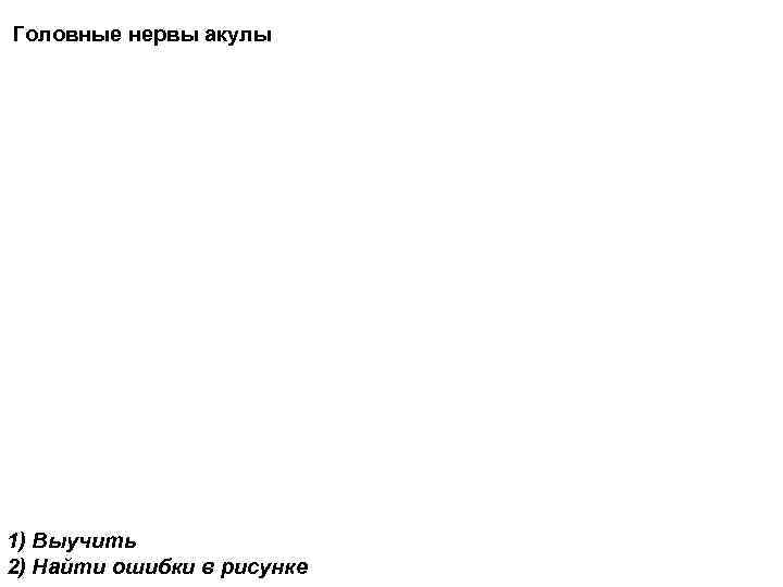 Головные нервы акулы 1) Выучить 2) Найти ошибки в рисунке 